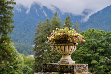 Outdoor pot with flowers in the garden, with the Bucegi mountains in the background. Cantacuzino castle, Bușteni, Romania.