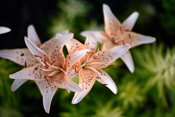 Yellow and red lilies in the summer garden. Large lily flowers.