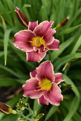 A bright orange lily in the garden. Red lily. Beautiful lily flowers.