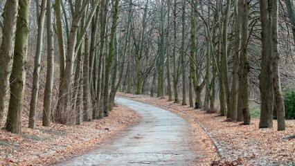 Fototapeta premium path in the woods