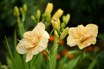 Obraz premium Yellow and red lilies in the summer garden. Large lily flowers.