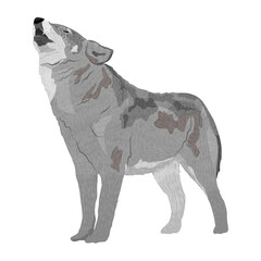 The gray wolf howls with his head up. Realistic vector predator