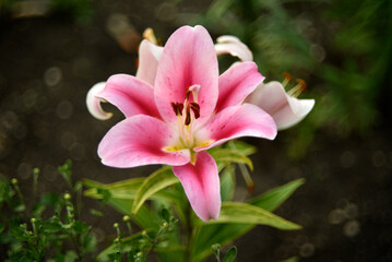 Red and white lily flowers. Red lilies. A beautiful bouquet of lilies.