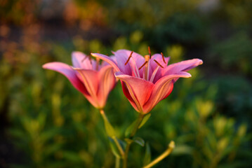 Red and white lily flowers. Red lilies. A beautiful bouquet of lilies.