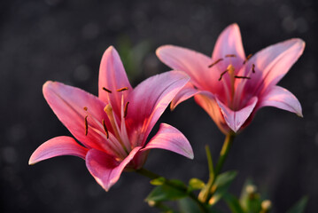 Red and white lily flowers. Red lilies. A beautiful bouquet of lilies.