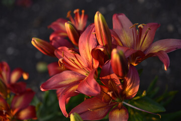 A bright orange lily in the garden. Red lily. Beautiful lily flowers.