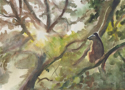 chimpanzee on a tree at sunset