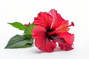 Radiant elegance of a blooming hibiscus flower on a white background.