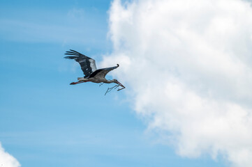 White stork Flies with a branch in its mouth