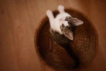 kitten playing indoor