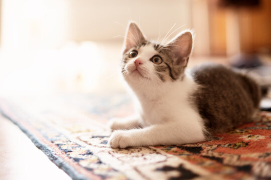 kitten playing indoor