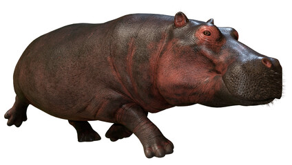 3D Rendering Hippopotamus on White