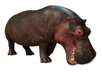 3D Rendering Hippopotamus on White