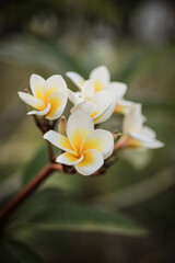 Plumeria alba is a species of flowering plant in the genus Plumeria native to Puerto Rico and the Lesser Antilles in the Caribbean. It has been planted in tropical regions worldwide.