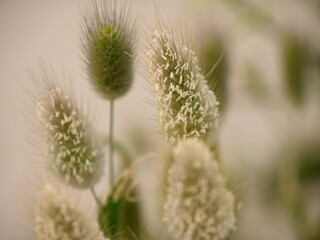 oval flower of lagurus ovatus or bunnytail plant in morbihan. Clump forming flowers of wild grass called hares tail grass. close up photo with blurred background