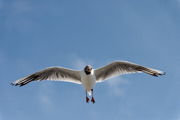 Mouettes