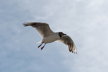 Mouettes