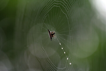 spider on web