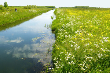 Canals in flowering meadows in Dutch polder landscape