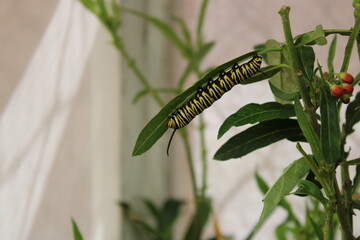 prismas basalticos texcoco