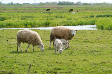Obraz premium White sheep with lamb in a Dutch polder landscape in spring