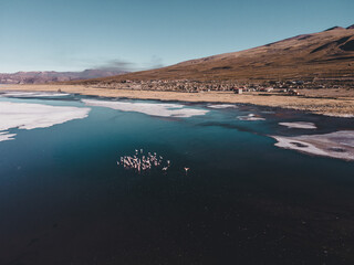 borde del salar de uyuni con flamencos en un chrco de agua