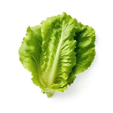 romaine lettuce leaf isolated on white generative AI