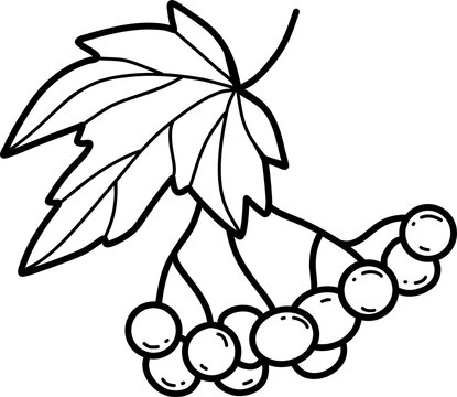 recommend clip art: Bunch rowan berries