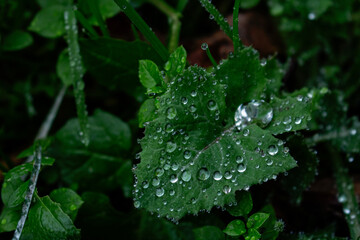 Drops of dew on green big dandelion leaf and other grass in forest