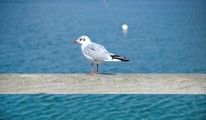 Möve; Vogel, Wasservogel, Ostsee, Meer, Ozean, Seevogel, Nordsee, Rügen, Binz, Usedom, Baabe, weiser Vogel, weißer Vogel, Schnabel, Gefieder, Federn, Flügel, Fisch, fischen, Urlaub, Möwe, Tier, fliege