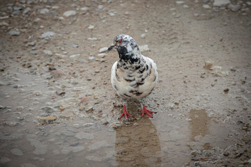 White and grey speckled pigeon standing in front of a rain puddle thinking to drink some water