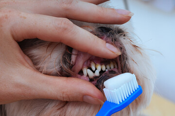 Owner brushes dog's teeth with toothpaste