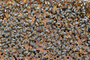 Colony of bees on honeycomb in apiary. Beekeeping in countryside. Wooden frame with honeycombs,...