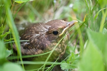 Baby blackbird in the grass