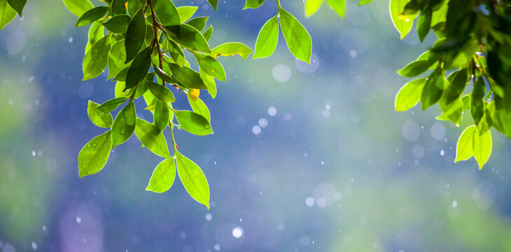 Spring photo with Rim Light on a beautiful bokeh background. Light after rain. Nature wallpaper image with space for text. leaves on beautiful bokeh.