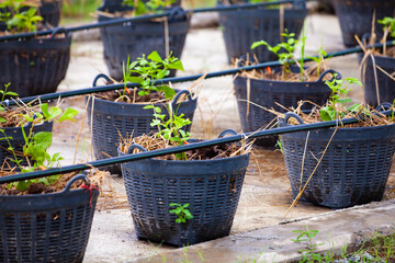 Planting in black baskets. Modern agriculture.