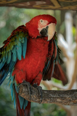 Beautiful exotic tropical red parrot bird