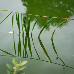 Mirror effect of reed leaves in water. The green water of the canal reflects the image of the leaves of a reed.