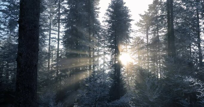 Forest winter wonderland nature landscape scenery