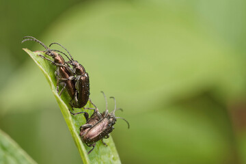 The common reed beetle during mating season.
