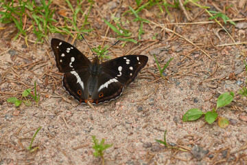Großer Schillerfalter (Apatura iris)