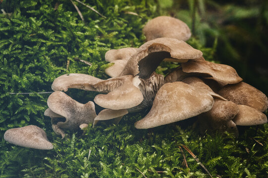 The Pale Oyster (Pleurotus pulmonarius) is an edible mushroom