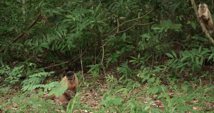 Capuchin monkey footage