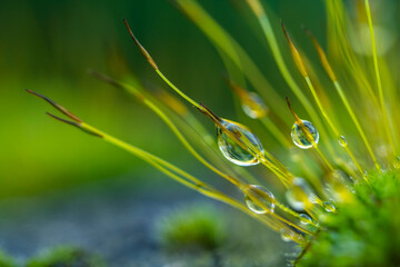 Precious drops of water from the morning dew covering an isolated plant of Ceratodon purpureus