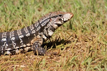 Fototapeta premium Lagarto Teiú , Brasil 