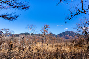 奥日光戦場ヶ原展望台（西）の景色