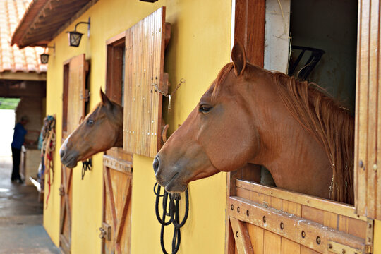 Cavalos em est&aacute;bulo   