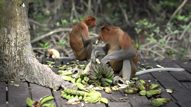 proboscis monkey