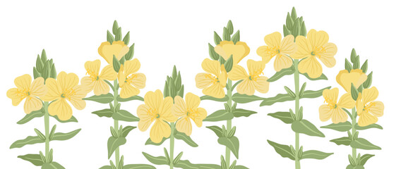 evening primrose, Oenothera, field flowers, vector drawing wild plants at white background, floral elements, hand drawn botanical illustration