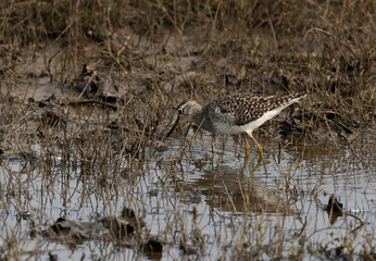 Wood Sandpiper feeding. at tadoba tiger reserve